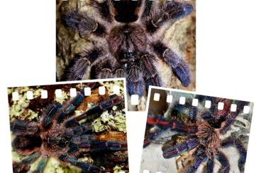 Spinnen und Skorpione kaufen und verkaufen Foto: Diverse Vogelspinnen zur Abgabe + Zubehör Spinnen und Skorpione kaufen und verkaufen Foto: Diverse Vogelspinnen zur Abgabe + Zubehör