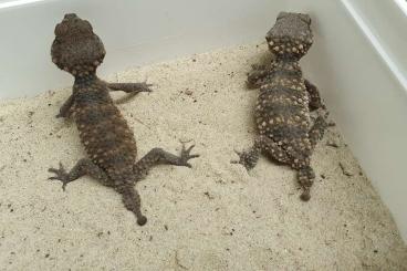 Geckos kaufen und verkaufen Photo: Some Nephrurus for the Houten show