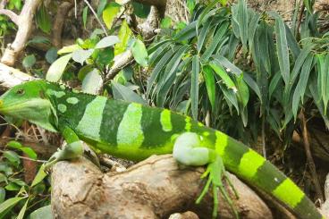 Lizards kaufen und verkaufen Photo: Gebe ab :1,1 Brachylophus fasciatus Lizards kaufen und verkaufen Photo: Gebe ab :1,1 Brachylophus fasciatus
