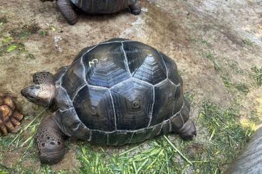 Landschildkröten kaufen und verkaufen Foto: Large Aldabras for Breeding