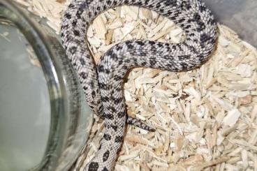 Snakes kaufen und verkaufen Photo: Heterodon nasicus Superarctic 
