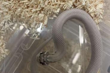 Snakes kaufen und verkaufen Photo: hognose/ heterodon ‘23 available 