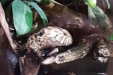 Echsen kaufen und verkaufen Foto: 1.0 Chinesische Krokodilschwanzechse-Chinesische Krokodilschwanzechse Echsen kaufen und verkaufen Foto: 1.0 Chinesische Krokodilschwanzechse-Chinesische Krokodilschwanzechse