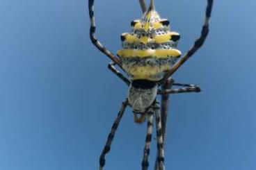 Spiders and Scorpions kaufen und verkaufen Photo: Argiope sp. South Africa abzugeben Spiders and Scorpions kaufen und verkaufen Photo: Argiope sp. South Africa abzugeben
