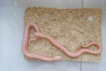 Schlangen kaufen und verkaufen Foto: Heterodon nasicus ENZ 2023