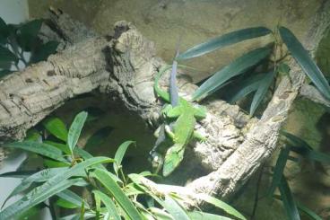 Lizards kaufen und verkaufen Photo: 1.1 Anolis Baracoae Zuchtpaar Lizards kaufen und verkaufen Photo: 1.1 Anolis Baracoae Zuchtpaar
