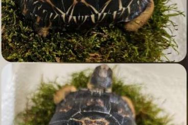 Landschildkröten kaufen und verkaufen Foto: Astrochelys radiata - Strahlenschildkröten Landschildkröten kaufen und verkaufen Foto: Astrochelys radiata - Strahlenschildkröten