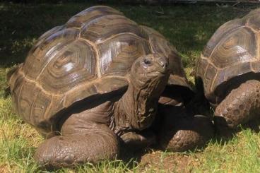 Schildkröten kaufen und verkaufen Foto: 0,1 Aldabrachelys gigantea adult, 70 kg, 32 years old Schildkröten kaufen und verkaufen Foto: 0,1 Aldabrachelys gigantea adult, 70 kg, 32 years old