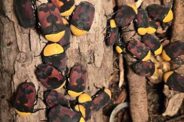 Insekten kaufen und verkaufen Foto: Pachnoda massajae larvae (L2) Käferlarven, Rosenkäfer, Cetonidae Insekten kaufen und verkaufen Foto: Pachnoda massajae larvae (L2) Käferlarven, Rosenkäfer, Cetonidae