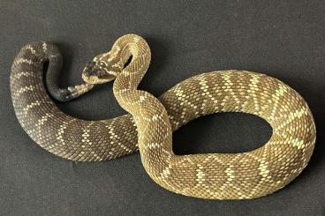 Venomous snakes kaufen und verkaufen Photo: Bitis and Crotalus for Hamm