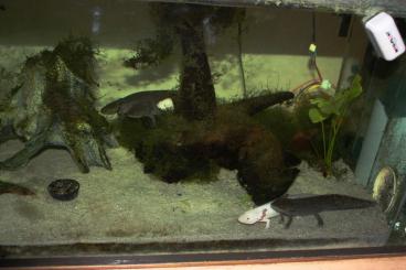 Salamander kaufen und verkaufen Foto: Verkaufe Axolotl (ambystoma mexicanum)