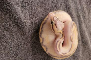 Königspythons kaufen und verkaufen Foto: breeders python regius zuchttiere und enz 23/24 Königspythons kaufen und verkaufen Foto: breeders python regius zuchttiere und enz 23/24