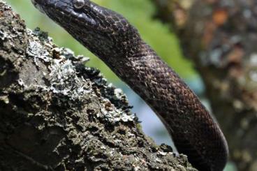 Snakes kaufen und verkaufen Photo: For Hamm: Chilabothrus inornatus - Puerto rican boa for Houten 27.02