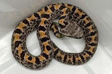 Venomous snakes kaufen und verkaufen Photo: Crotalus for Snakeday or Hamm