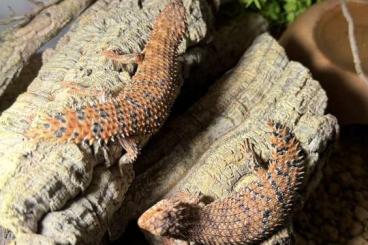 Skinke kaufen und verkaufen Foto: 1.1 Egernia Epsisolus (2023) rtb Skinke kaufen und verkaufen Foto: 1.1 Egernia Epsisolus (2023) rtb