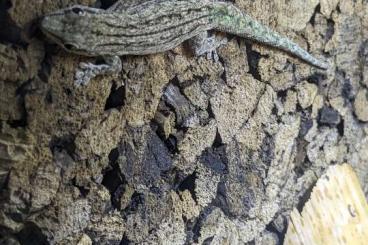 Geckos kaufen und verkaufen Photo: Phelsuma guimbeaui/mutabilis/robertmertensi 