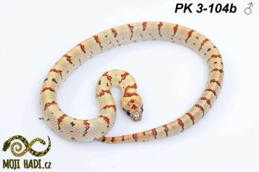 Snakes kaufen und verkaufen Photo: Lampropeltis leonis het Pastelking