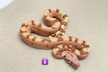 Boas kaufen und verkaufen Foto: Hamm September Boa Babies 2025 Mandarin Belly Hypo Labyrinth Boas kaufen und verkaufen Foto: Hamm September Boa Babies 2025 Mandarin Belly Hypo Labyrinth