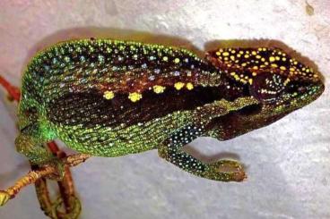 Lizards kaufen und verkaufen Photo: Hamm Captivebred Trioceros perreti 