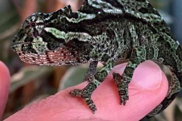 Lizards kaufen und verkaufen Photo: Trioceros cristatus 