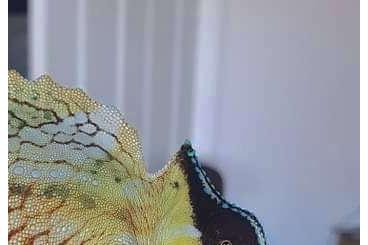 Lizards kaufen und verkaufen Photo: Trioceros cristatus captive bred