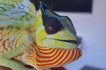 Lizards kaufen und verkaufen Photo: Captivebred Trioceros cristatus 