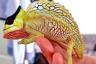 Lizards kaufen und verkaufen Photo: Trioceros cristatus captivebred juvenieles