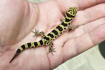 Geckos kaufen und verkaufen Foto: Cyrtodactylus myintkyawthurai