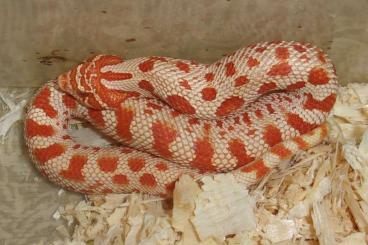 Snakes kaufen und verkaufen Photo: Kingsnakes, milksnakes, hognose for show Hamm