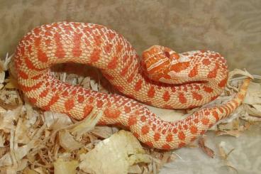 Schlangen kaufen und verkaufen Foto: Hognose - Heterodon nasicus - CB 2023