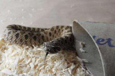 Snakes kaufen und verkaufen Photo: heterodon nasicus 66% triple het ghjost/albino