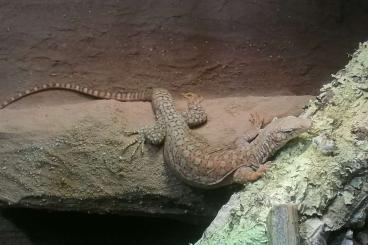 Monitor lizards kaufen und verkaufen Photo: Verkaufe 1,0 varanus pilbarensis (2015)