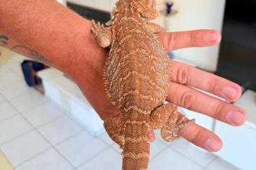 Bartagamen kaufen und verkaufen Foto: Leatherback Bartagamen Männchen Pogona vitticeps Bartagamen kaufen und verkaufen Foto: Leatherback Bartagamen Männchen Pogona vitticeps