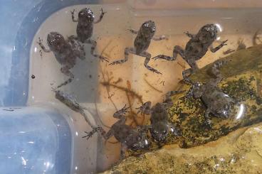 frogs kaufen und verkaufen Photo: Gelbbauchunke bombina variegata NZ 2024