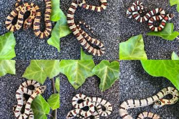 Snakes kaufen und verkaufen Photo: Königsnatter Lampropeltis Leonis # Mexicana Greeri # Pyromelana Infra