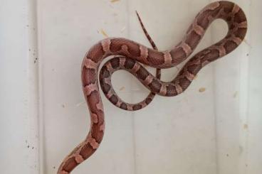 Schlangen kaufen und verkaufen Foto: Several crnsnakes for sale with csreptiles Venlo Schlangen kaufen und verkaufen Foto: Several crnsnakes for sale with csreptiles Venlo