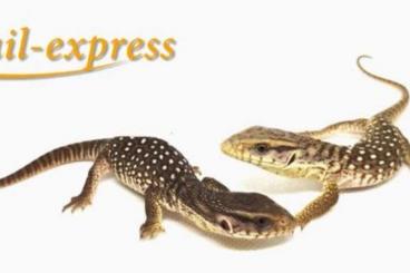 Monitor lizards kaufen und verkaufen Photo: Jungtiere Varanus exanthematicus 