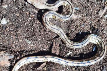 Snakes kaufen und verkaufen Photo: Lampropeltis triangulum thayeri " leonis"