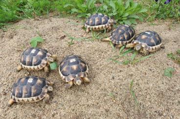 Landschildkröten kaufen und verkaufen Foto: Nachzuchten von Testudo Marginata (Breitrandschildkröte) aus 2023