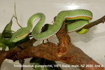 Venomous snakes kaufen und verkaufen Photo: Trimeresurus, Lampropeltis & Botriechis 