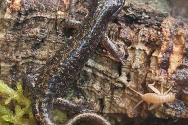 newts and salamanders kaufen und verkaufen Photo: Hynobius retardatus CB2021