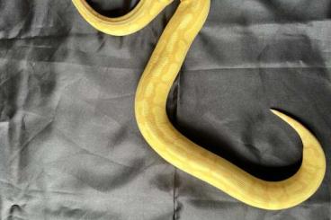 Königspythons kaufen und verkaufen Foto: Banana Superenchi Pastel Fader Mojave 100%het Pied pos Granite Königspythons kaufen und verkaufen Foto: Banana Superenchi Pastel Fader Mojave 100%het Pied pos Granite