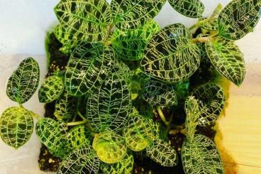 Supplies kaufen und verkaufen Photo: Tropenpflanzen - Juwelorchideen - Macodes Petola
