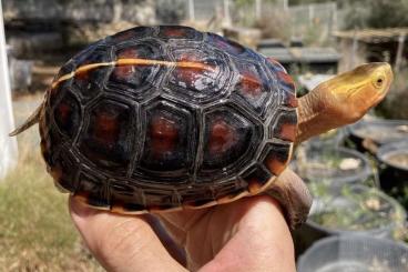 Schildkröten  kaufen und verkaufen Foto: --- TURTLES FOR VERONA --- 