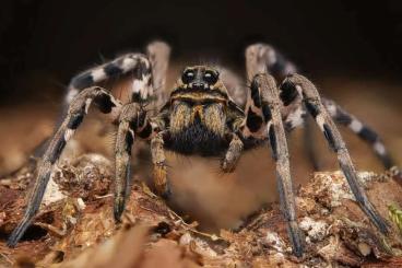 - bird spiders kaufen und verkaufen Photo: Lycosa tarantula medium size bulk! - bird spiders kaufen und verkaufen Photo: Lycosa tarantula medium size bulk!