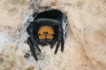 Spiders and Scorpions kaufen und verkaufen Photo: True spiders, tarantulas, Scorpions and other