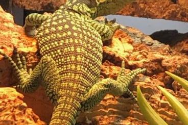 Echsen kaufen und verkaufen Foto: Varanus Reisingeri, 3 babies borned in may 2025 Echsen kaufen und verkaufen Foto: Varanus Reisingeri, 3 babies borned in may 2025