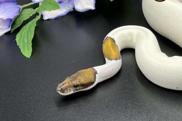 Königspythons kaufen und verkaufen Foto: 1.0 Black Pastel Pied het Lavender Albino Königspythons kaufen und verkaufen Foto: 1.0 Black Pastel Pied het Lavender Albino