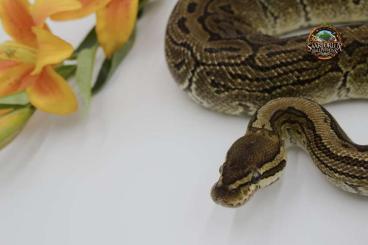 Königspythons kaufen und verkaufen Foto: 0.1 Hurricane Pinstripe 2022 Königspythons kaufen und verkaufen Foto: 0.1 Hurricane Pinstripe 2022