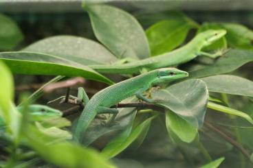 Echsen  kaufen und verkaufen Foto: Reptiles for December Hamm
